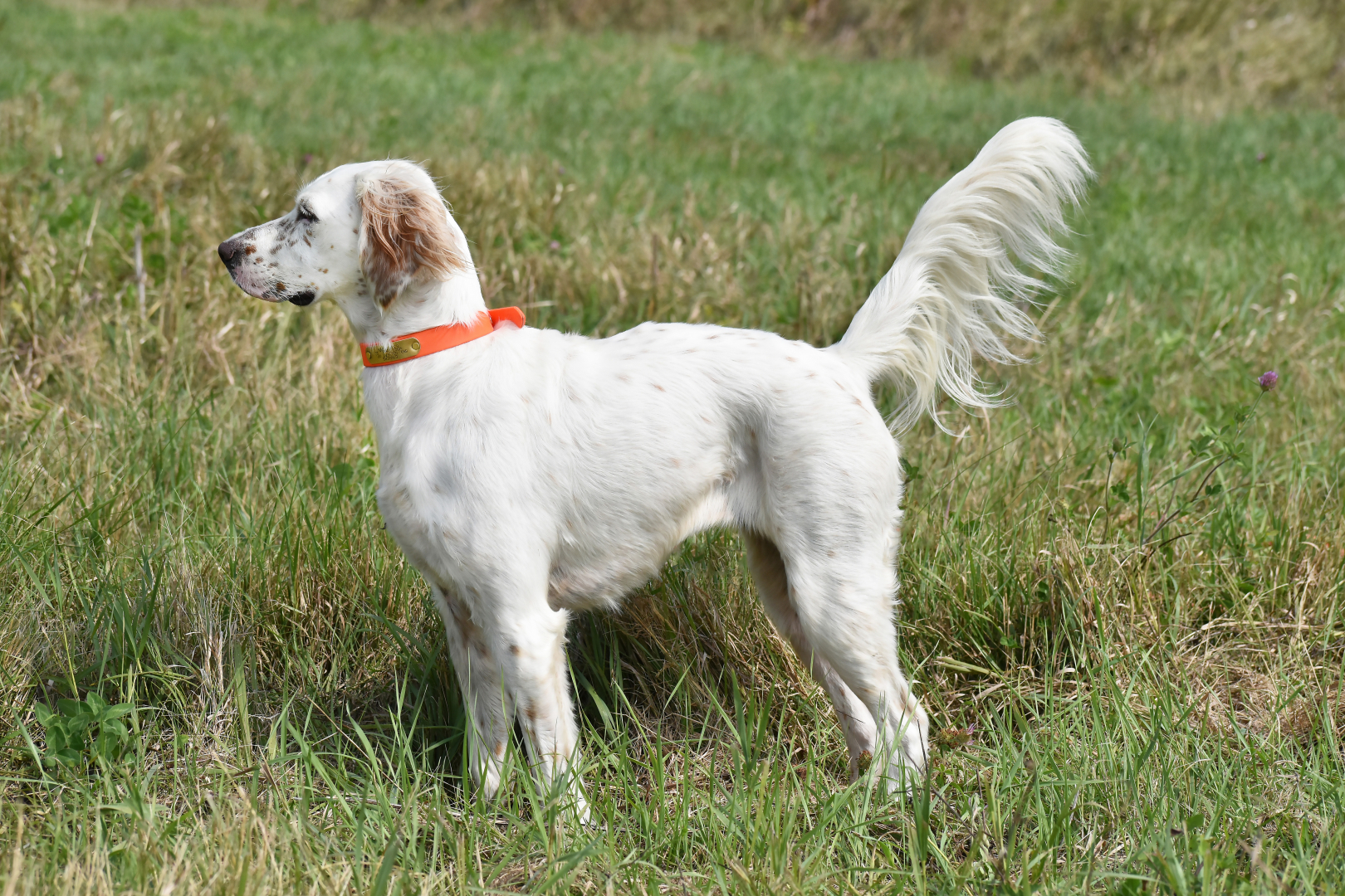 Cinders Pointing Pheasant 9-24